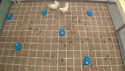 Ability of Laying Hens to Distinguish Between Companions According to Their Success in Gaining Access to Food